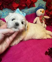 Frosty☃️, a male Shih Tzu and Poodle - Toy  for sale in Laurel, DE – Photo 4 of 4
