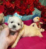 Frosty☃️, a male Shih Tzu and Poodle - Toy  for sale in Laurel, DE – Photo 3 of 4