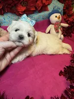 Frosty☃️, a male Shih Tzu and Poodle - Toy  for sale in Laurel, DE – Photo 1 of 4