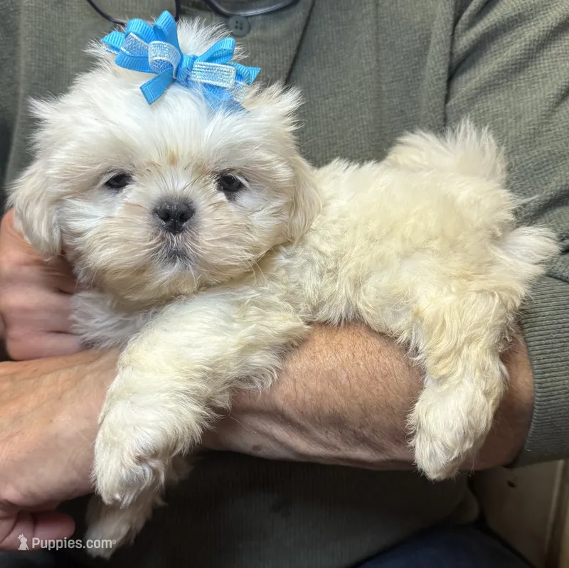 Flash – Shih Tzu puppy for sale in Laurel, DE