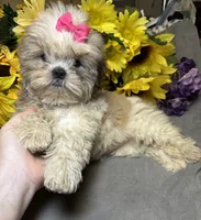 Willow🪾, a female Shih Tzu for sale in Laurel, DE – 4 of 5