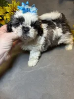 Happy Jack, a male Shih Tzu for sale in Laurel, DE – Photo 6 of 9