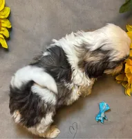 Happy Jack, a male Shih Tzu for sale in Laurel, DE – Photo 2 of 9