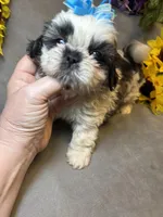 Happy Jack, a male Shih Tzu for sale in Laurel, DE – Photo 4 of 9