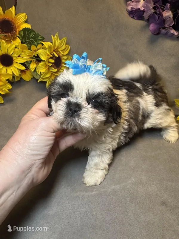 Happy Jack – Shih Tzu puppy for sale in Laurel, DE
