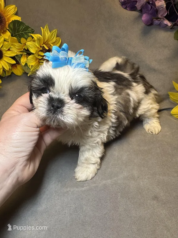 Happy Jack 😁 – Shih Tzu puppy for sale in Laurel, DE