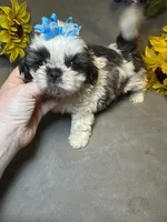 Happy Jack, a male Shih Tzu for sale in Laurel, DE – Photo 8 of 9