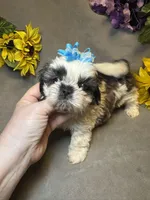 Happy Jack 😁, a male Shih Tzu for sale in Laurel, DE – 3 of 6