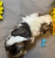 Happy Jack 😁, a male Shih Tzu for sale in Laurel, DE – 2 of 6