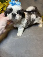 Happy Jack, a male Shih Tzu for sale in Laurel, DE – Photo 9 of 9
