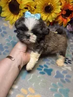Ace, a male Shih Tzu for sale in Laurel, DE – 6 of 6