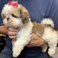 Lucie, a female Shih Tzu for sale in Laurel, DE – 3 of 3