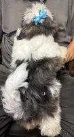 Lil’ Buddy 😍, a male Shih Tzu for sale in Laurel, DE – 4 of 4