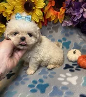 Flash, a male Shih Tzu for sale in Laurel, DE – 3 of 7