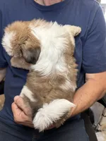 Lucie, a female Shih Tzu for sale in Laurel, DE – 2 of 3