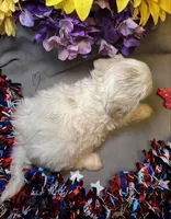 Cream Puff, a female Shihpoo for sale in Laurel, DE – 2 of 4