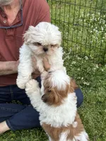 Pearl 🦪, a male Shih Tzu for sale in Laurel, DE – 5 of 8