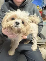 Waffles 🧇 , a male Shih Tzu for sale in Laurel, DE – Photo 5 of 7