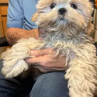 Waffles 🧇 , a male Shih Tzu for sale in Laurel, DE – Photo 7 of 7
