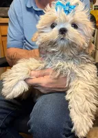 Cooper , a male Shih Tzu for sale in Laurel, DE – Photo 3 of 3