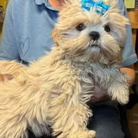 Waffles 🧇 , a male Shih Tzu for sale in Laurel, DE – Photo 4 of 7