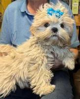 Cooper , a male Shih Tzu for sale in Laurel, DE – Photo 1 of 3