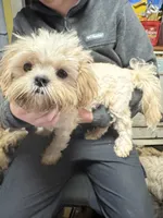 Waffles 🧇 , a male Shih Tzu for sale in Laurel, DE – Photo 3 of 7