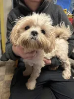 Waffles 🧇 , a male Shih Tzu for sale in Laurel, DE – Photo 1 of 7