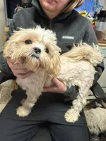 Waffles 🧇 , a male Shih Tzu for sale in Laurel, DE – Photo 2 of 7