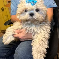 Waffles 🧇 , a male Shih Tzu for sale in Laurel, DE – Photo 6 of 7