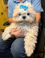 Cooper , a male Shih Tzu for sale in Laurel, DE – Photo 2 of 3