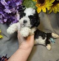 Teddy, a male Shihpoo for sale in Laurel, DE – 3 of 4