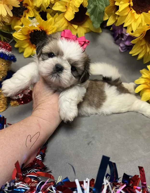 Lucie – Shih Tzu puppy for sale in Laurel, DE