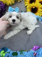 Gummi Bear🐻, a male Bichon Frise and Shih Tzu for sale in Laurel, DE – Photo 4 of 6