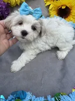 Gummi Bear🐻, a male Bichon Frise and Shih Tzu for sale in Laurel, DE – Photo 1 of 6