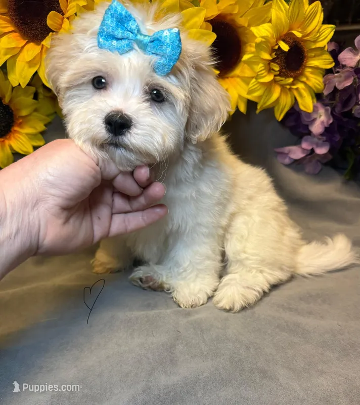 Peeps 🐥  – Bichon Frise, Shih Tzu puppy for sale in Laurel, DE
