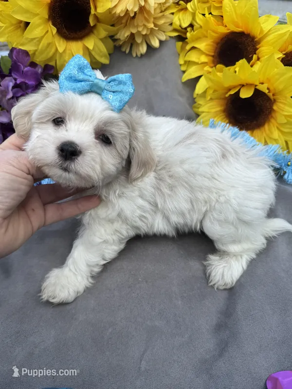 Peeps 🐥  – Bichon Frise, Shih Tzu puppy for sale in Laurel, DE