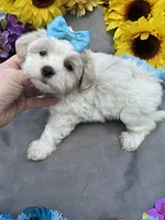 Gummi Bear🐻, a male Bichon Frise and Shih Tzu for sale in Laurel, DE – Photo 6 of 6