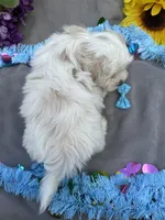 Gummi Bear🐻, a male Bichon Frise and Shih Tzu for sale in Laurel, DE – Photo 3 of 6
