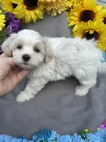 Gummi Bear🐻, a male Bichon Frise and Shih Tzu for sale in Laurel, DE – Photo 2 of 6