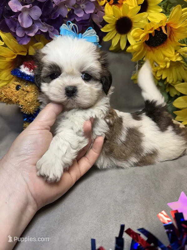 Donatello – Shih Tzu puppy for sale in Laurel, DE