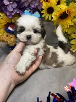 Donatello, a male Shih Tzu for sale in Laurel, DE – 1 of 4