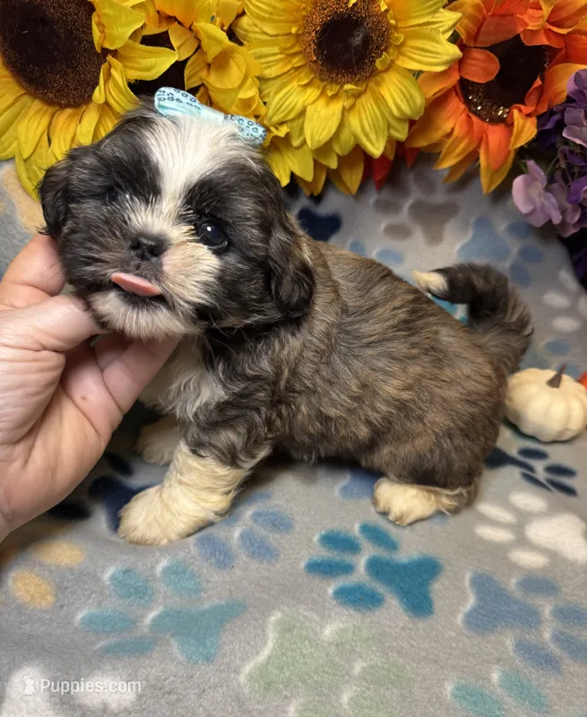 Ace – Shih Tzu puppy for sale in Laurel, DE
