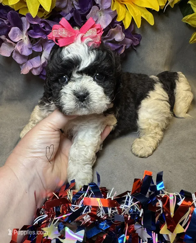 Daisy  – Shihpoo puppy for sale in Laurel, DE