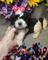 Daisy , a female Shihpoo for sale in Laurel, DE – 1 of 4
