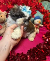 Buddy😍, a male Shih Tzu for sale in Laurel, DE – Photo 5 of 7