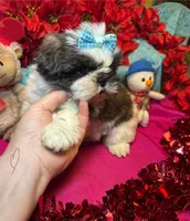 Buddy😍, a male Shih Tzu for sale in Laurel, DE – Photo 4 of 7