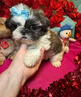 Buddy😍, a male Shih Tzu for sale in Laurel, DE – Photo 1 of 7