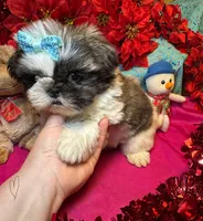 Buddy😍, a male Shih Tzu for sale in Laurel, DE – Photo 6 of 7