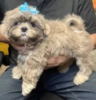 Cinnamon, a male Shih Tzu for sale in Laurel, DE – 1 of 4
